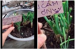 Bỏ công trồng hành tươi tốt, cô gái phải 'khóc ròng' vì điều này