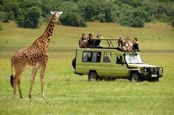 Trải nghiệm thú vị safari tour 'xanh' ở Kenya