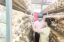Thị xã Quảng Trị phát huy hiệu quả tín dụng chính sách