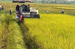 Giá lúa gạo hôm nay 27/7: Nhiều loại lúa giảm