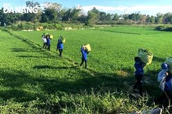 Cung ứng nguồn rau xanh tại chỗ