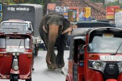 Sri Lanka cấm người say rượu cưỡi voi