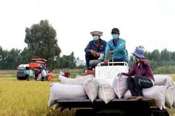 Xuất khẩu gạo giảm mạnh, nhiều doanh nghiệp đóng cửa ngừng sản xuất