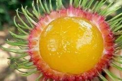 Chôm chôm lạ tưởng nhập ngoại, tìm hiểu nguồn gốc mới ngã ngửa mọc đầy miền Trung và Tây Nguyên