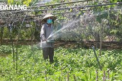 Nông dân ra đồng sản xuất
