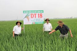 Ngân sách Nhà nước đầu tư cho mua bản quyền giống cây trồng, vật nuôi, thủy sản mới
