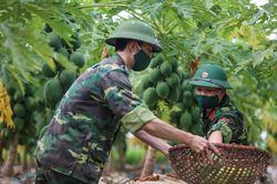 Quân nhân Thủ đô lội ruộng thu hoạch nông sản giúp người nông dân
