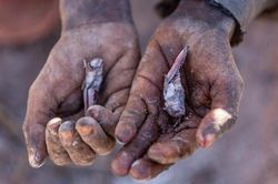 Đối mặt với nạn đói, người dân Madagascar lấy côn trùng làm thức ăn