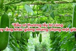 Chữ và nghĩa: 'Bầu ơi thương lấy bí cùng', 'cùng' là gì vậy?