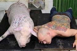 Quyết định 'thay da' cho cả đàn lợn vì quá ế ẩm, chủ nhân sửng sốt nhận về kết quả nằm ngoài tưởng tượng