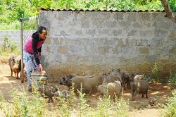 Triển vọng từ mô hình nuôi lợn bản