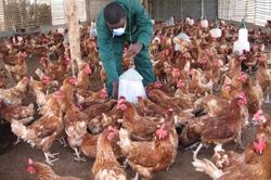 Benin xác nhận dịch cúm gia cầm H5N1 bùng phát