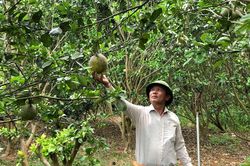 Vườn bưởi tiền tỷ của người cựu chiến binh
