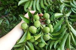 Tín hiệu vui cho quả sấu