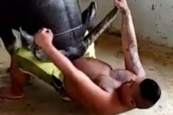 Nghe thấy tiếng kêu lạ ngoài sân, mở cửa ra xem, chàng trai suýt chút nữa mất mạng