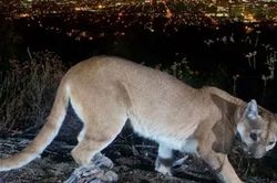 Mỹ: Người mẹ tay không đánh nhau với sư tử núi để cứu sống con trai 5 tuổi
