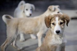 Tranh cãi chuyến bay sơ tán chó mèo của cựu binh Anh khỏi Afghanistan