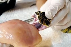 Giải mã nọc độc của rắn