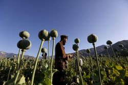 Taliban ban hành lệnh cấm sản xuất thuốc phiện tại Afghanistan