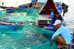 Gio Linh: Phát triển nghề nuôi cá biển trong lồng bè