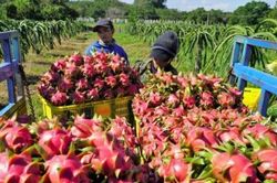 Vượt qua nhiều rào cản thương mại, xuất khẩu thanh long vẫn đạt kim ngạch 'tỷ đô'