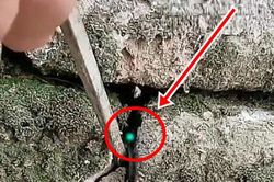 Thấy có ánh sáng lóe lên từ khe nứt trên tường, lại gần kiểm tra, người đàn ông 'sáng cả mắt' trước thứ vừa tìm thấy