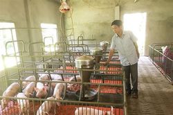 Cần bổ sung thêm con lợn vào đối tượng vật nuôi chủ lực