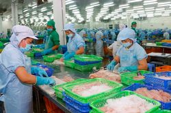Xuất khẩu thủy sản tháng 8 giảm mạnh