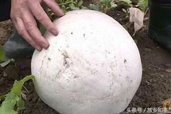 Nhờ người thẩm định 'quả bóng' màu trắng tìm thấy trên núi, ông lão chết lặng khi chuyên gia nói: 'Đặt nó lại chỗ cũ và rửa tay ngay trước khi quá muộn'