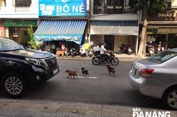 Không thả rông vật nuôi trong thời gian phòng, chống Covid-19