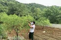 Khi đất cằn cho 'trái ngọt'