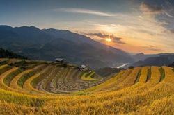 Sắc thu vàng đã về trên những cánh đồng lúa bậc thang của vùng Tây Bắc