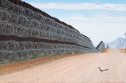 Phía sau bức ảnh gà lôi đuôi dài bên bức tường biên giới Mỹ - Mexico