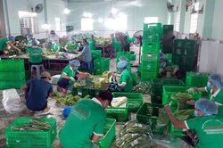 Cung ứng hàng chục nghìn combo nông sản bình ổn giá cho người dân TP Hồ Chí Minh