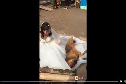 Clip: Chó cưng quyết liệt 'phản đối', không cho chú rể rước dâu