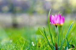 Ngược xuôi ngọn gió hòa bình
