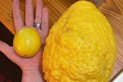 Quả chanh to như dưa hấu nặng tới 2,6kg, bổ ra mới gây bất ngờ