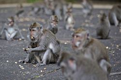 Không còn du khách, khỉ đột nhập vào nhà dân trộm đồ ăn ở Bali