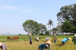 Xét nghiệm nCoV âm tính mới được đi gặt lúa
