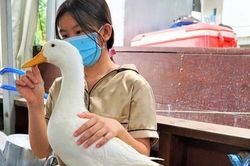 Chú vịt thông minh chỉ ăn thức ăn người nhà cho, không ăn của người lạ