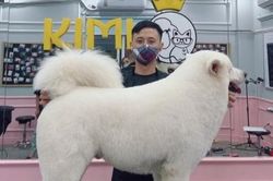 Sôi động thị trường dịch vụ chăm sóc thú cưng giữa mùa dịch