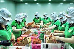 Hỗ trợ gấp doanh nghiệp tiêu thụ, xuất khẩu nông sản