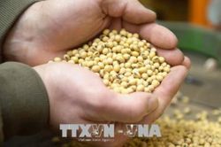 Nông dân Brazil trữ đậu tương chờ giá cao