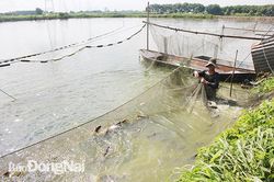 Hàng trăm tấn nông sản tươi chờ tiêu thụ
