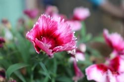 F0 khỏi bệnh và chuyến xe rời viện trong chiều mưa tầm tã