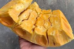 Mít Thái giảm giá, người trồng 'khóc' vì chỉ đủ tiền phân bón