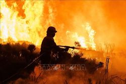 Cháy 1.000 ha rừng ở Tây Ban Nha là do phá hoại