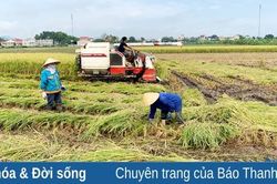 Nông dân bảo đảm '5K' trong sản xuất, thu hoạch