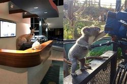 'Thu ngân' Kangaroo, 'đạo diễn' gấu túi: Những hình ảnh thú vị chỉ có ở nước Úc