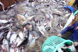 Kịp thời tháo gỡ khó khăn đối với sản xuất thủy sản bị ảnh hưởng bởi dịch COVID-19